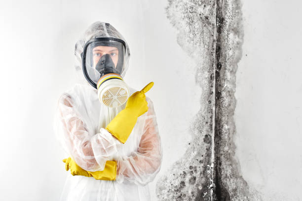 Best Basement Mold Removal  in Shawnee, KS